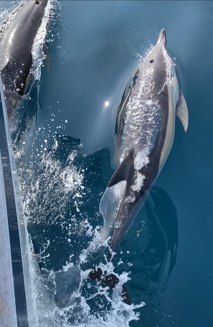 Dolphins on the bow of a sailing yacht Dolphins on the bow of a sailing yacht