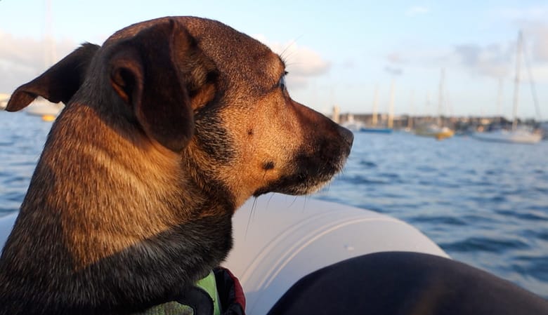 Scrappy keeping looking on a dinghy ride to shore