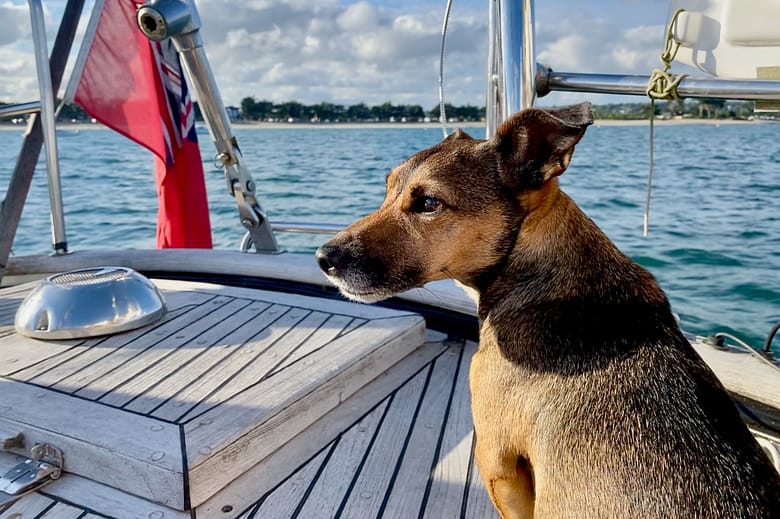 Scrappy, our sea dog Scrappy, our sea dog