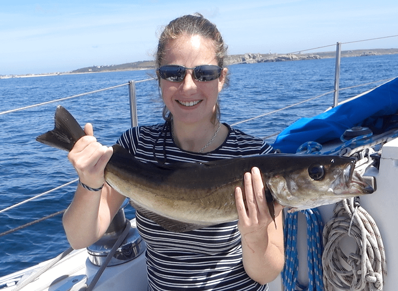 A pollock fish caught sailing on a yacht A pollock fish caught sailing on a yacht